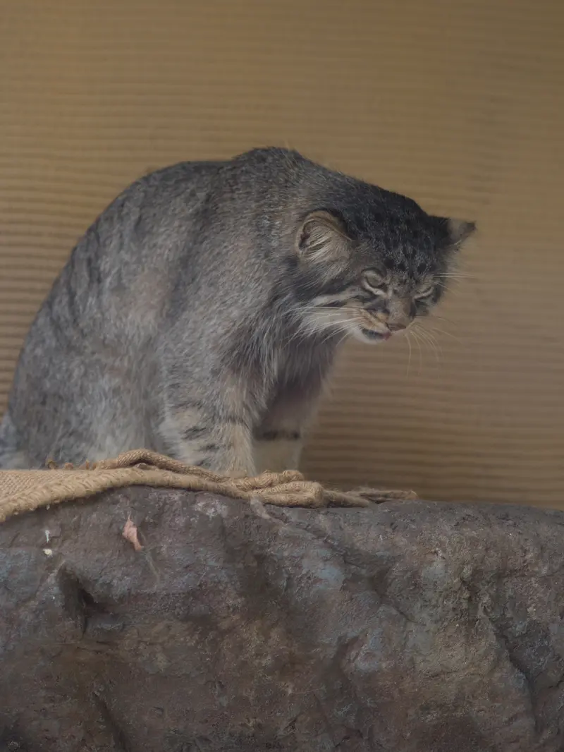 旭山動物園のヒデの写真