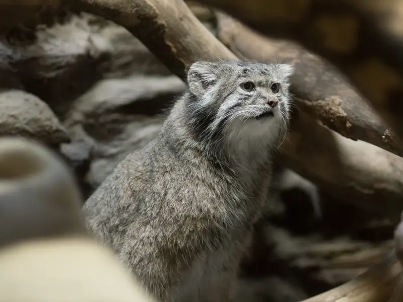 恩賜上野動物園のクリョンの写真
