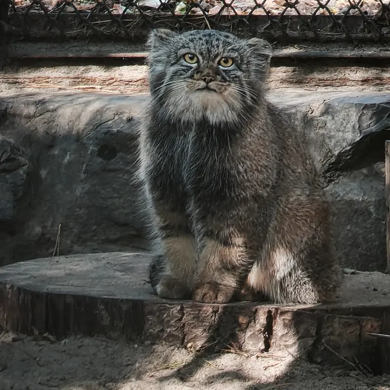ノヴォシビルスク動物園のマヌルネコの写真