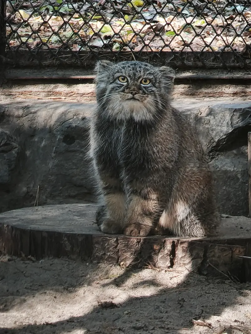 ノヴォシビルスク動物園のマヌルネコの写真