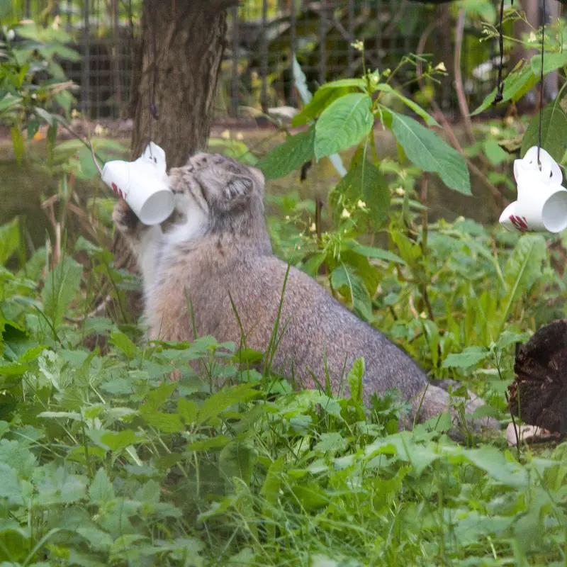 マヌルネコの写真