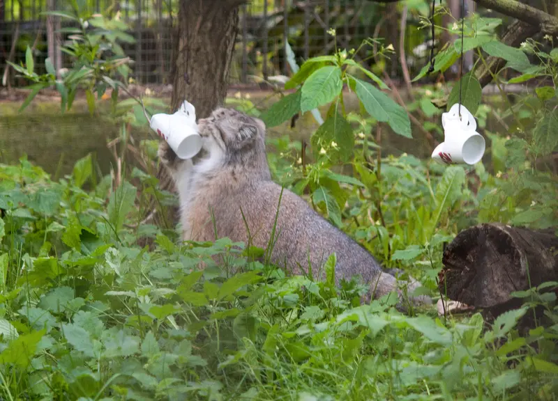 マヌルネコの写真