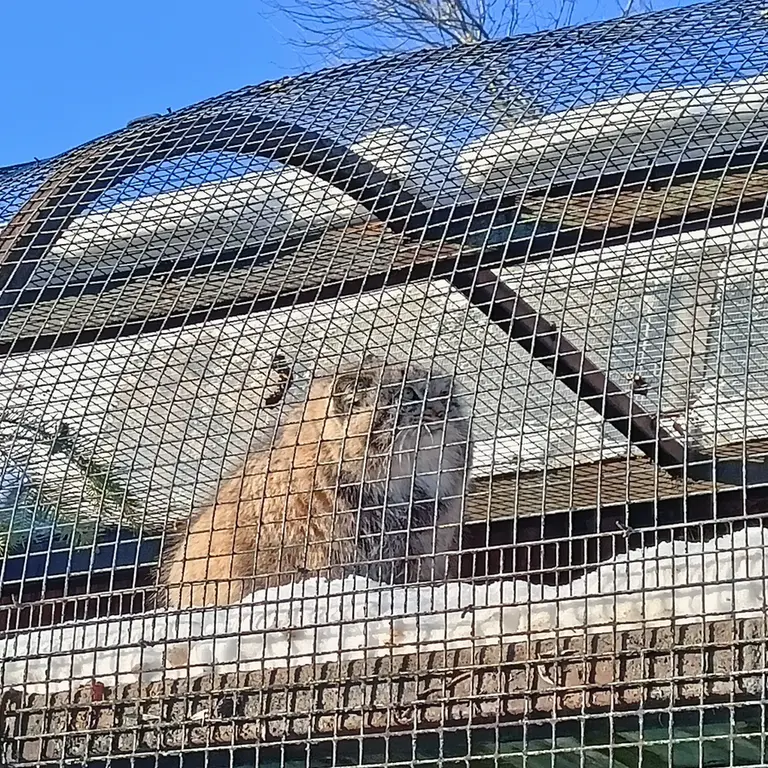 レニングラード動物園のシューの写真