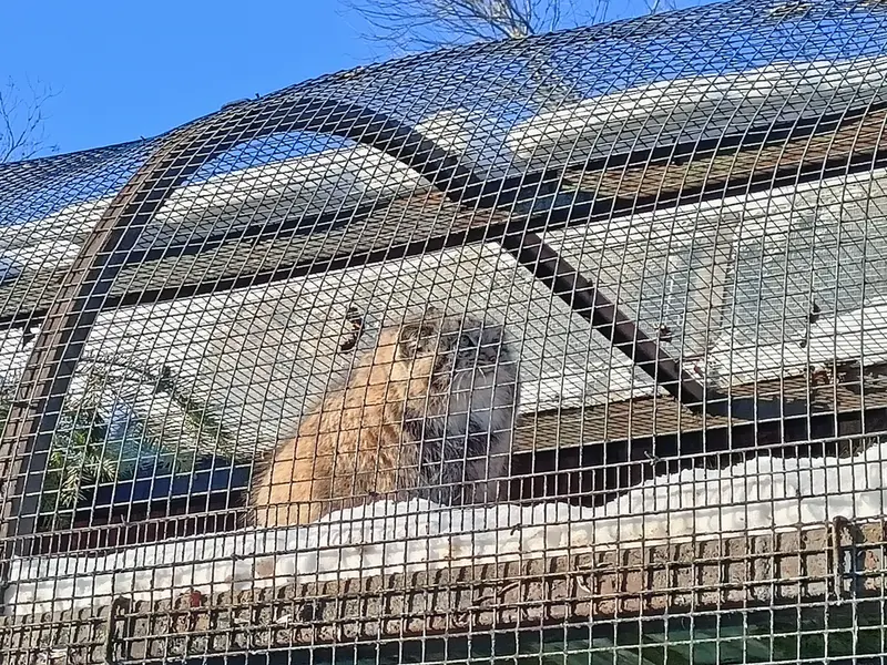 レニングラード動物園のシューの写真
