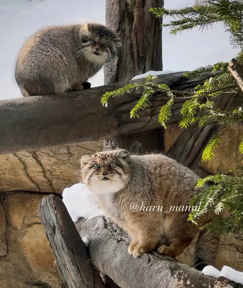 那須どうぶつ王国のボルとポリーの写真