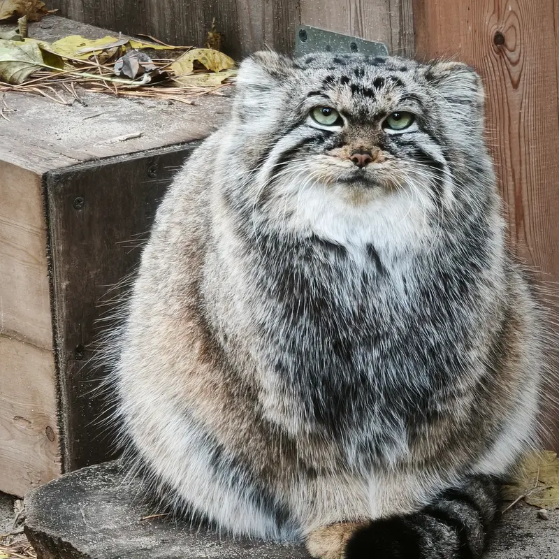 ノヴォシビルスク動物園のアーニャの写真