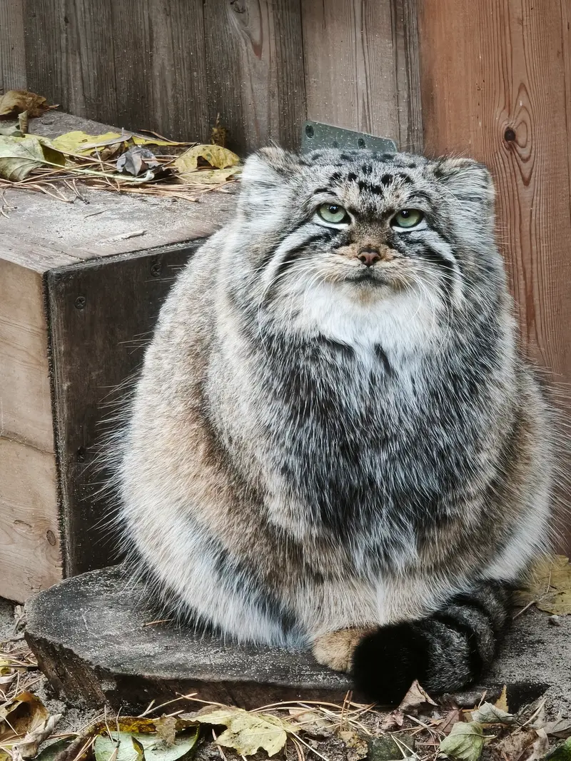 ノヴォシビルスク動物園のアーニャの写真