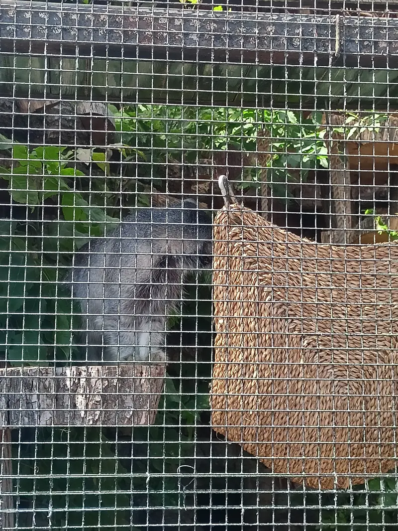 レニングラード動物園のシューの写真