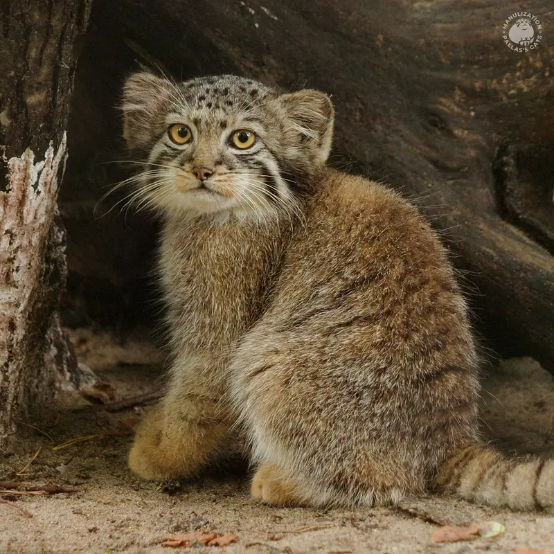 ノヴォシビルスク動物園のキムの写真