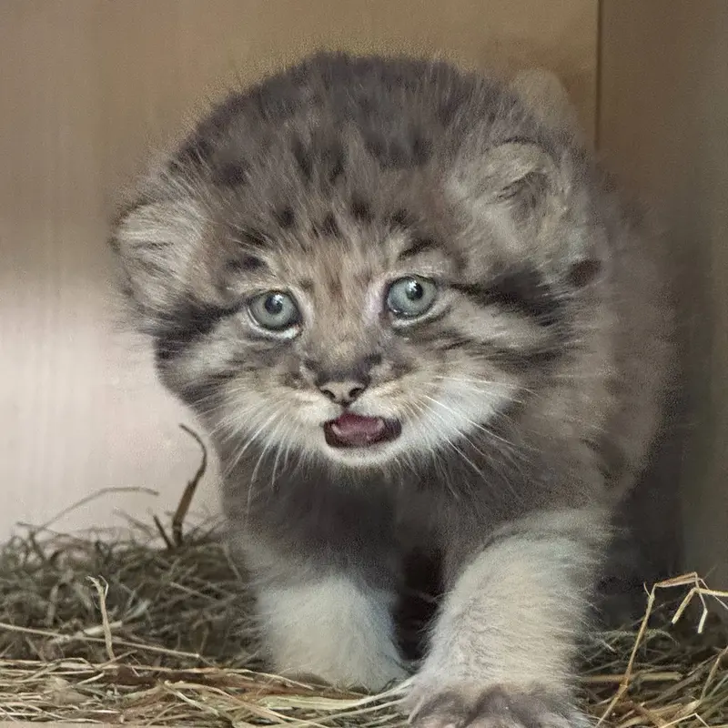 レニングラード動物園のマヌルネコの写真