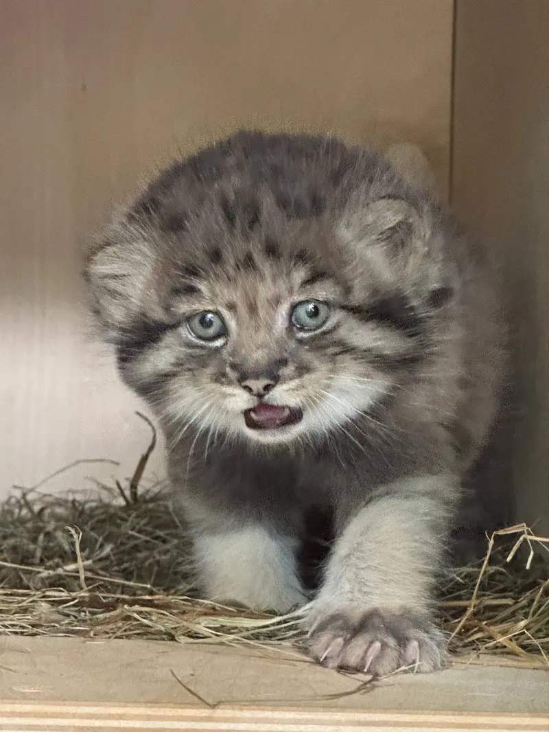 レニングラード動物園のマヌルネコの写真