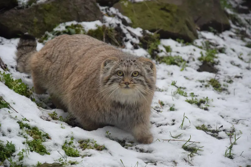 ブダペスト動物園・植物園のルーシーの写真