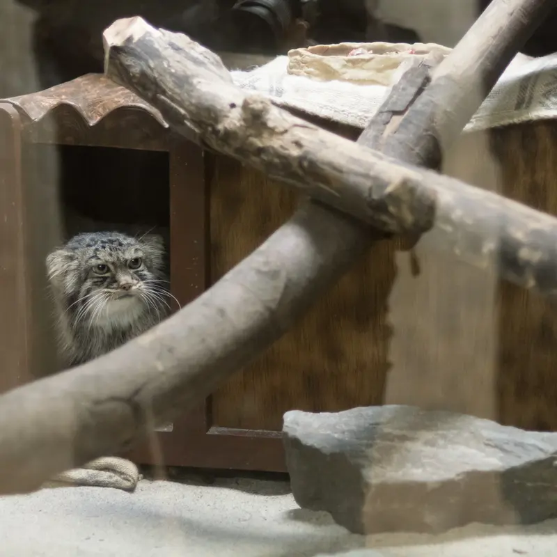 恩賜上野動物園のサフランの写真