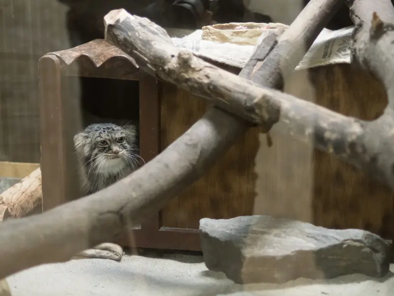 恩賜上野動物園のサフランの写真