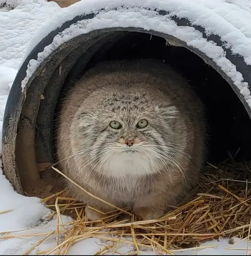 マヌルネコの写真