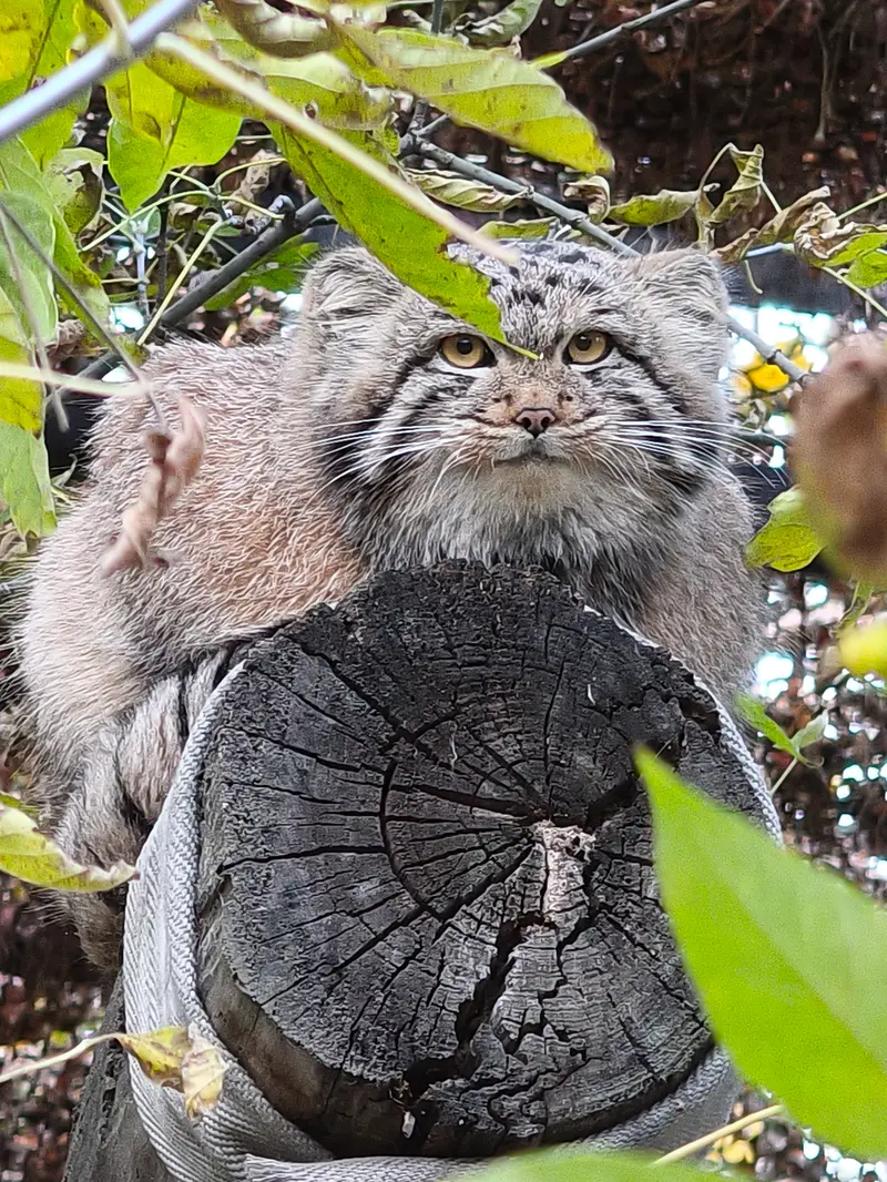 ノヴォシビルスク動物園のスネジャナの息子 b.2026 Ⅲの写真