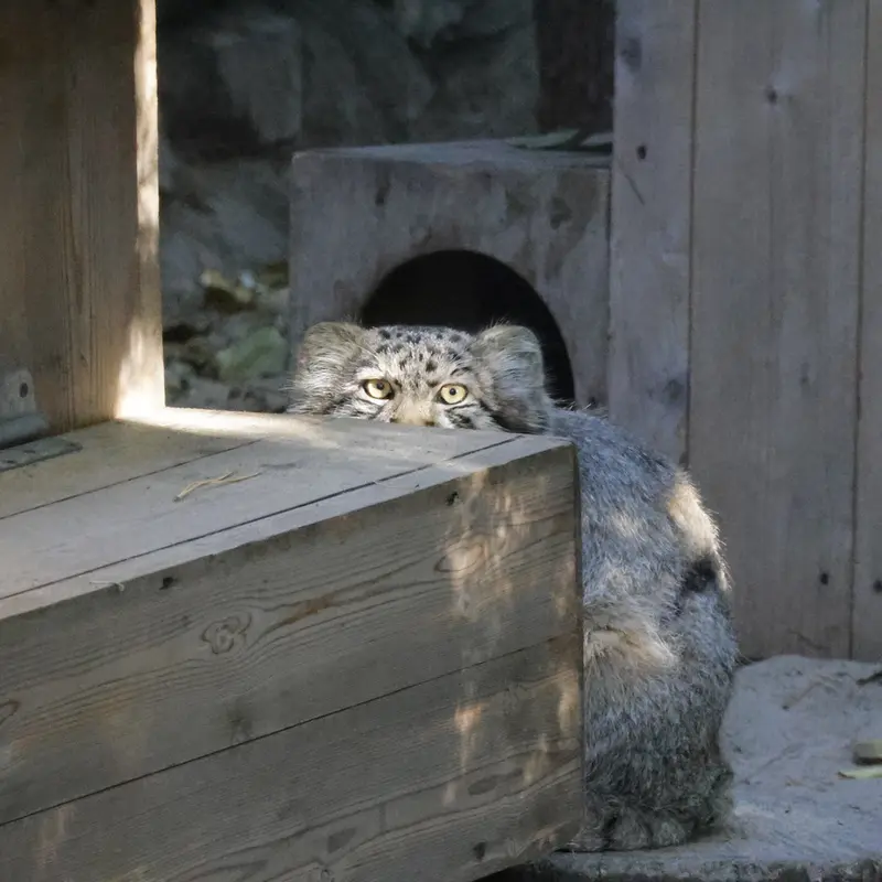 ノヴォシビルスク動物園のロロの息子 b.2026 Ⅱの写真