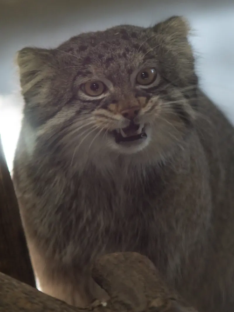 野毛山動物園のフィーガの写真
