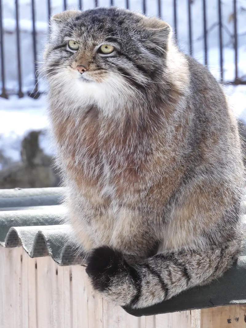 ノヴォシビルスク動物園のグレイの写真