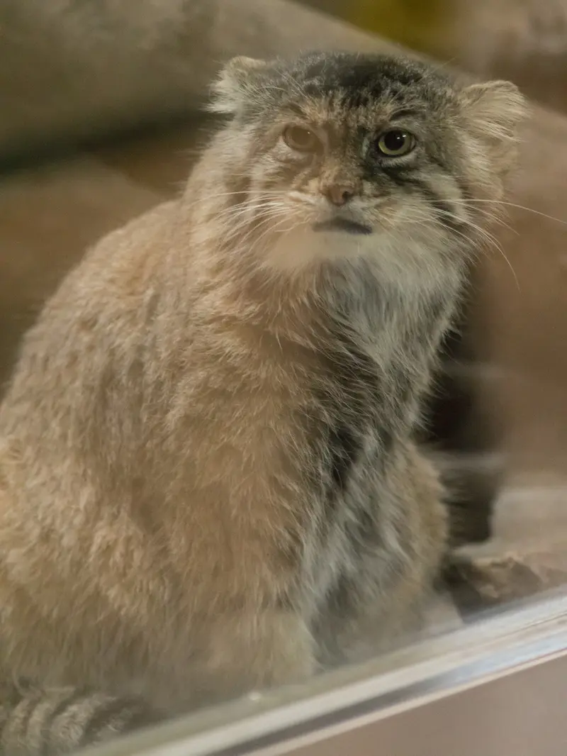 恩賜上野動物園のプリームラの写真
