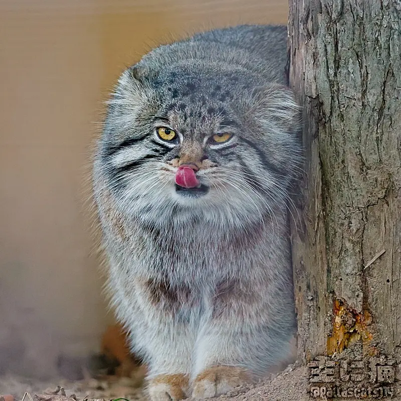 マヌルネコの写真