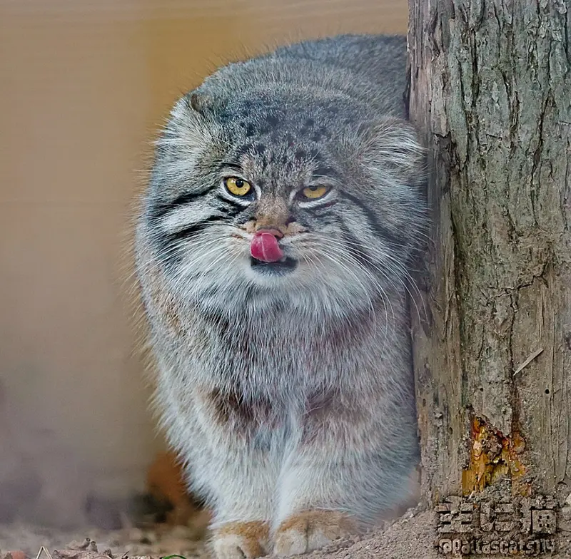 マヌルネコの写真