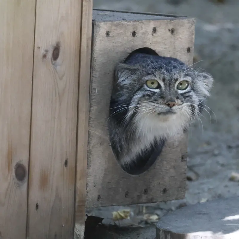 ノヴォシビルスク動物園のスネジャナの写真