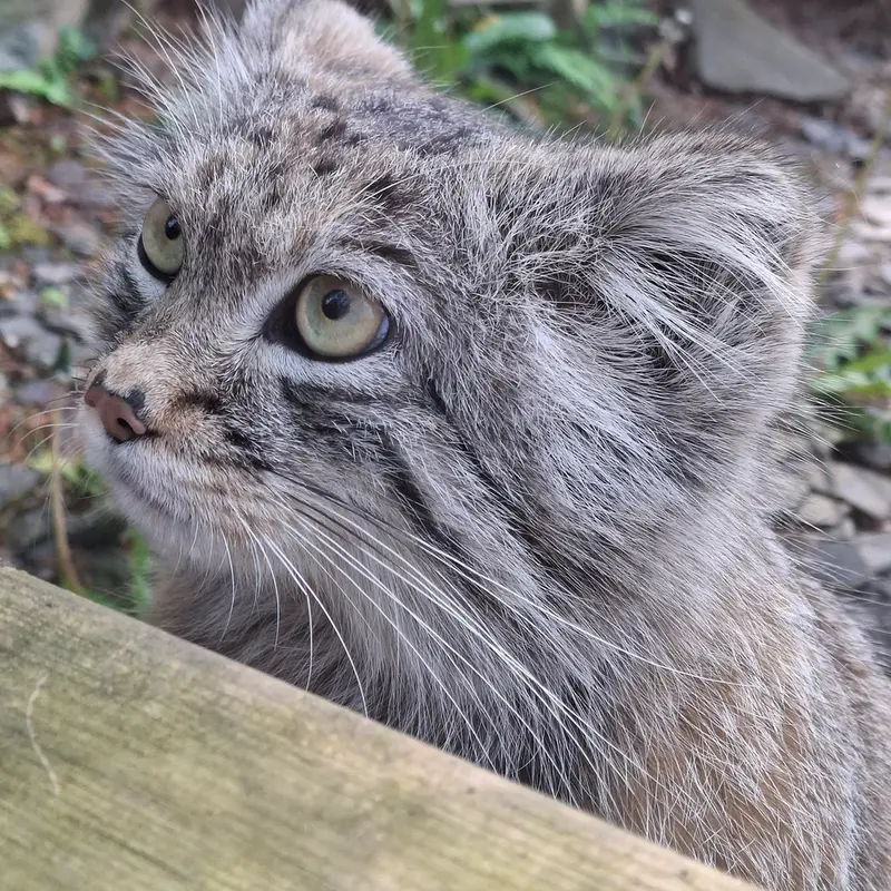 トレゴムール動物園のアルタイの写真