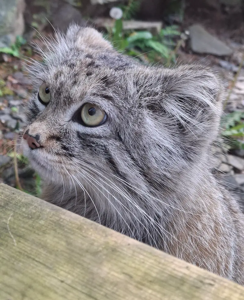 トレゴムール動物園のアルタイの写真