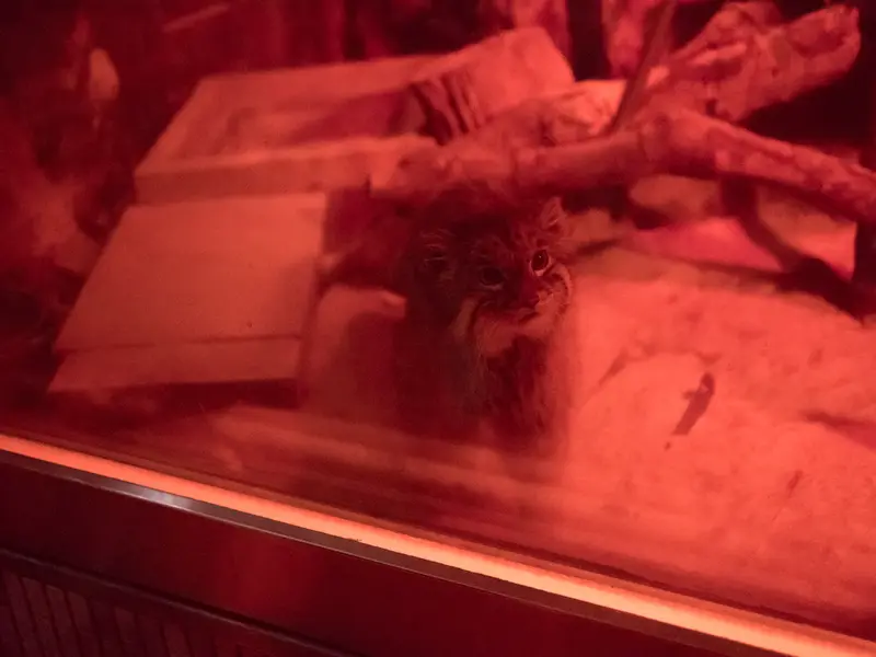 恩賜上野動物園のナイマの写真