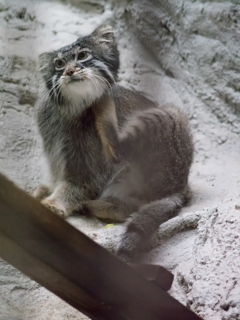 野毛山動物園のフィーガの写真