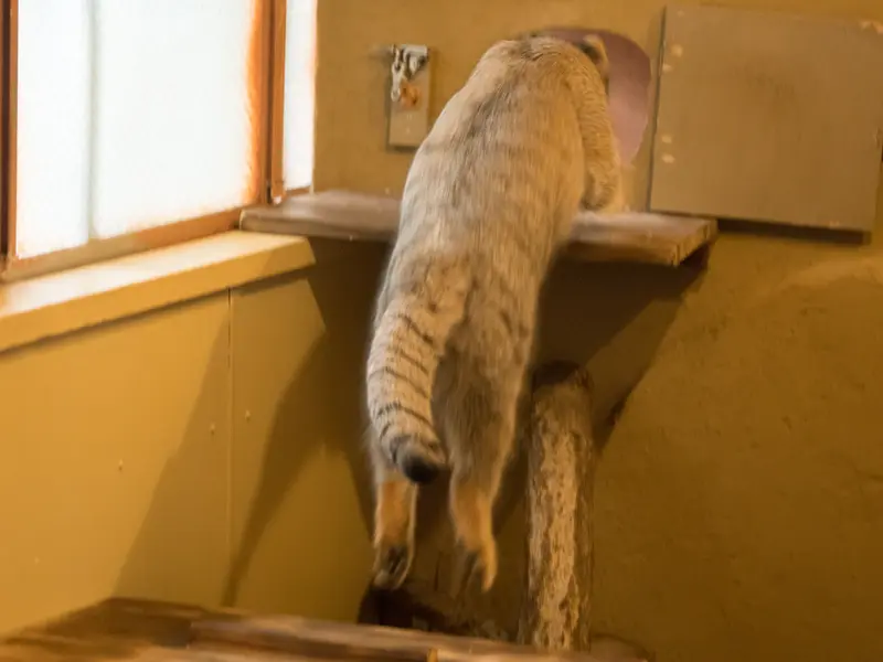 埼玉県こども動物自然公園のオトの写真