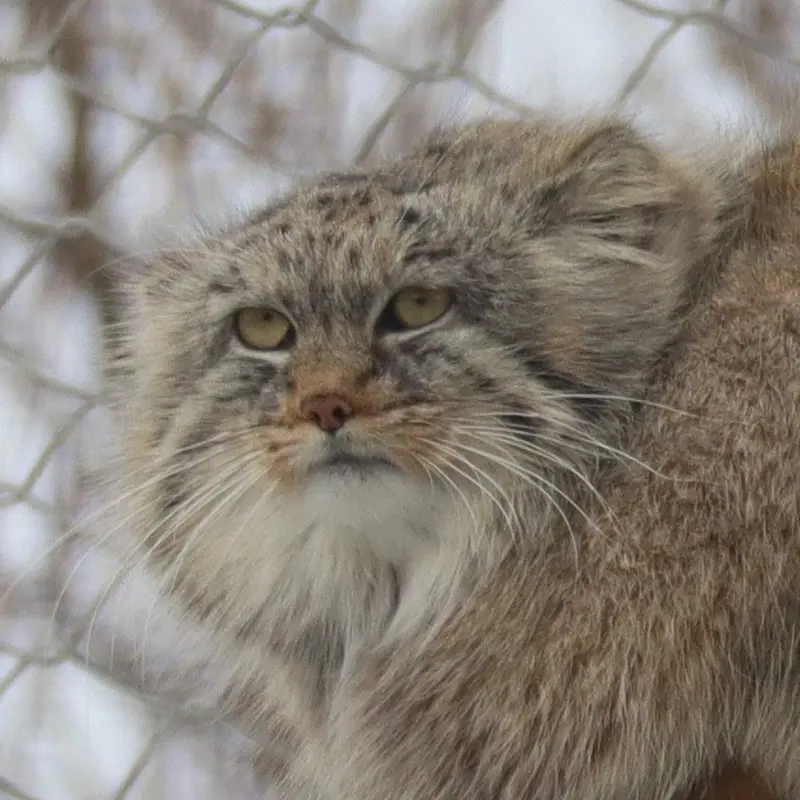 コルケアサーリ動物園のマヌルネコのアルカス