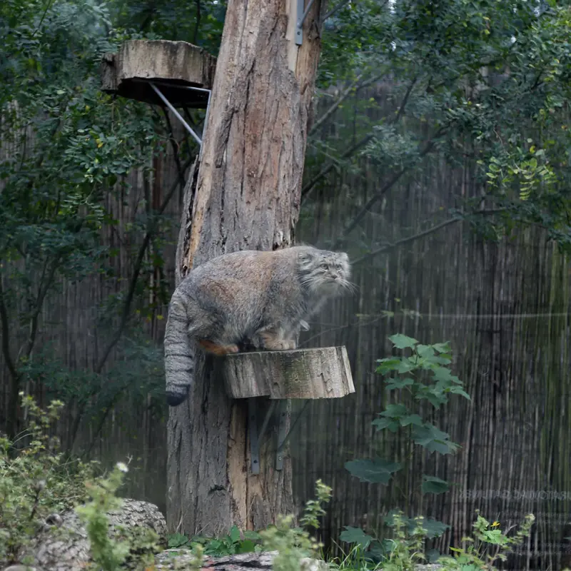 ヴロツワフ動物園のクビの写真