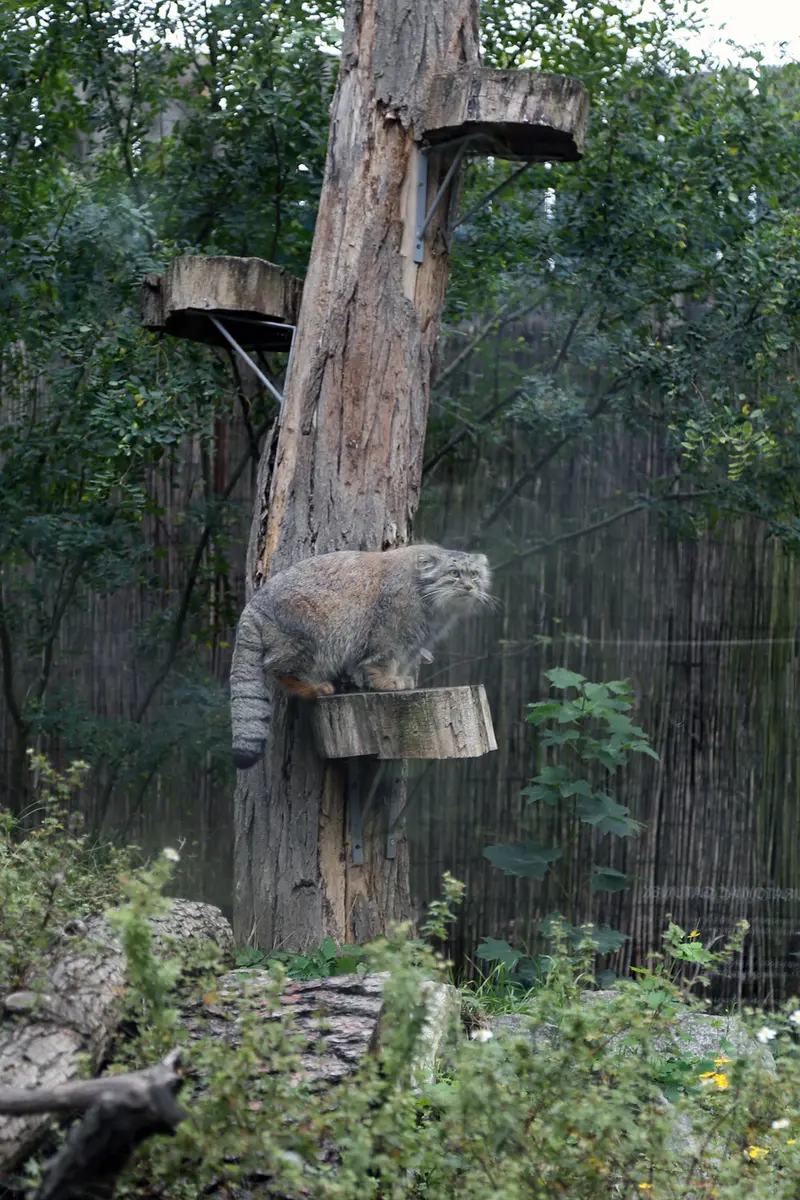 ヴロツワフ動物園のクビの写真