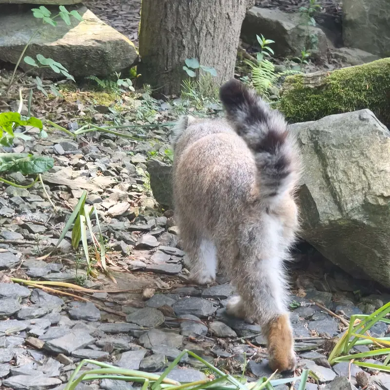 トレゴムール動物園のアルタイの写真