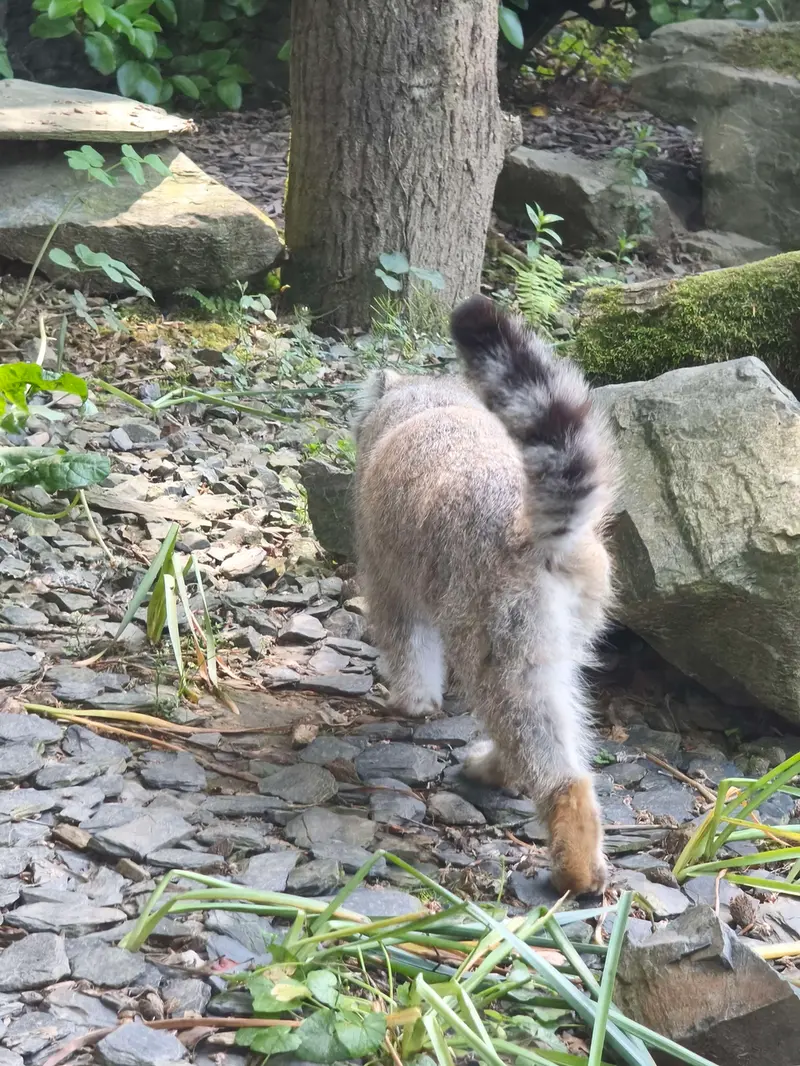 トレゴムール動物園のアルタイの写真