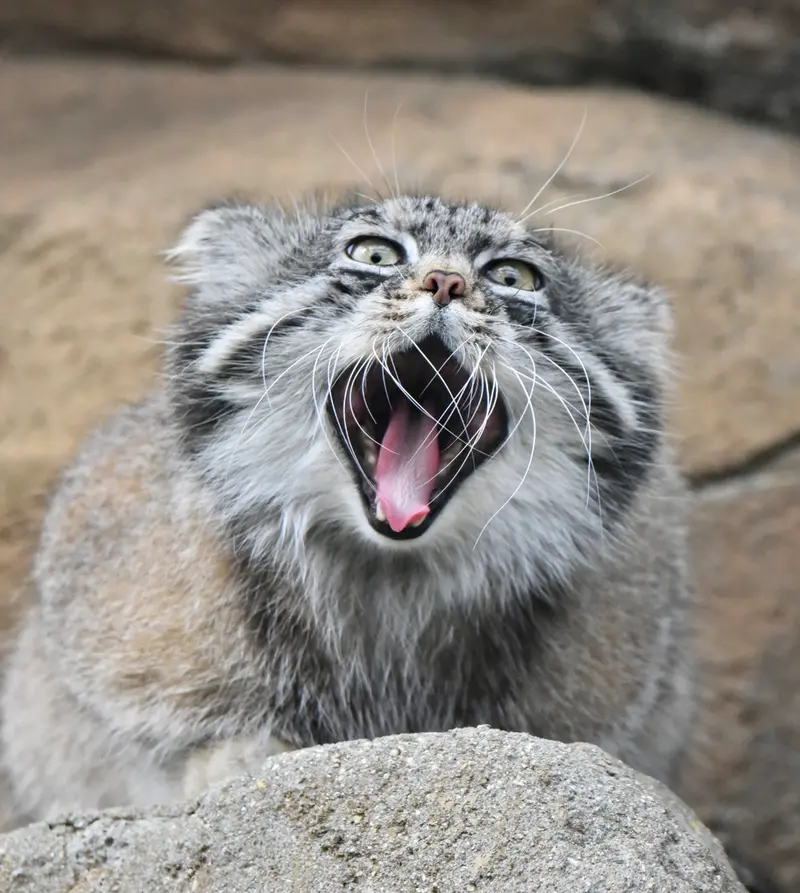 神戸市立王子動物園のイーリスの写真