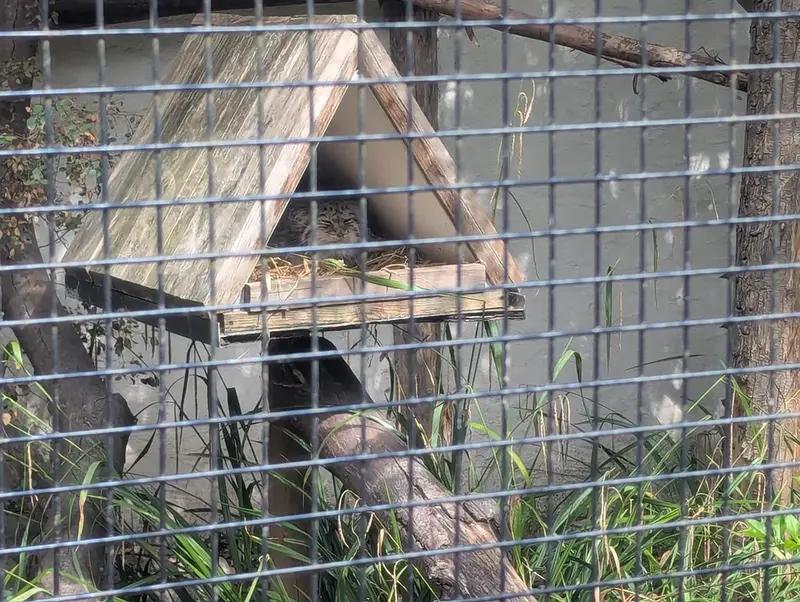 リール動物園のポンポネットの写真