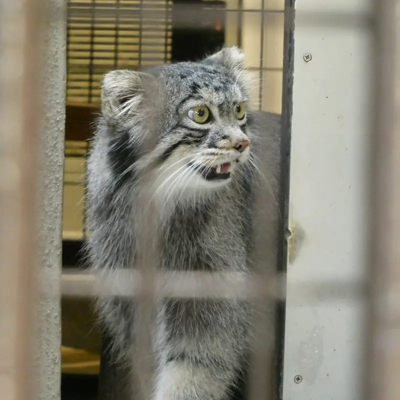 野毛山動物園のフィーガの写真
