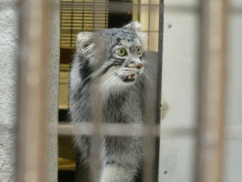 野毛山動物園のフィーガの写真