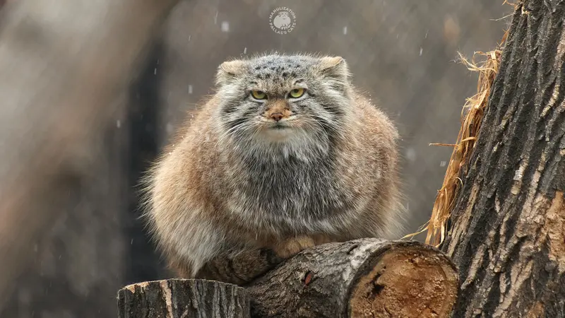ノヴォシビルスク動物園のペペの写真