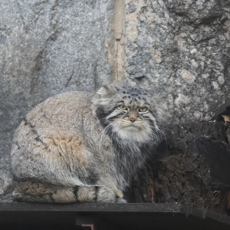 モスクワ動物園のティモフェイの写真