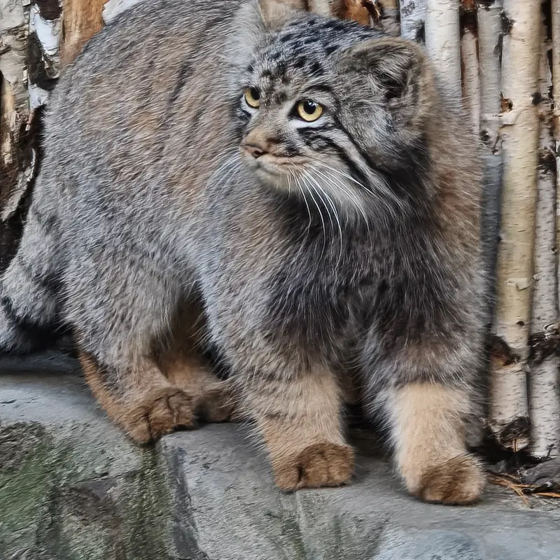 ノヴォシビルスク動物園のマヌルネコの写真
