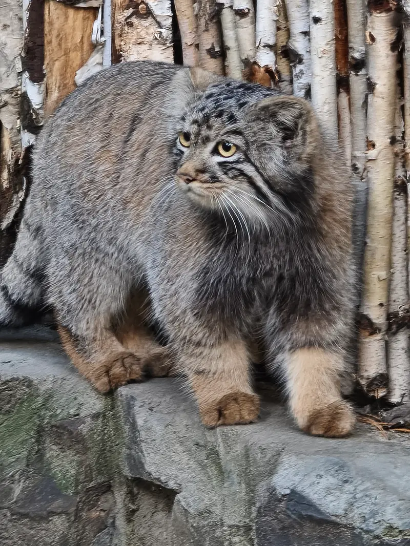 ノヴォシビルスク動物園のマヌルネコの写真