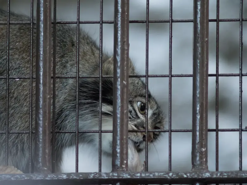 野毛山動物園のフィーガの写真