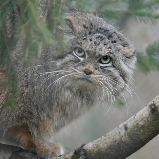 ヘラブルン動物園のプルシの写真