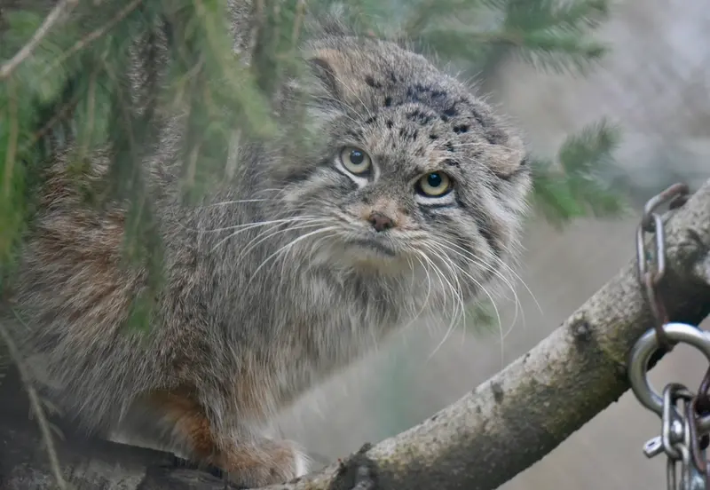 ヘラブルン動物園のプルシの写真
