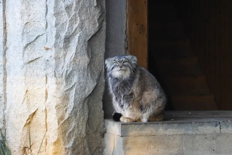 モスクワ動物園のティモフェイの写真