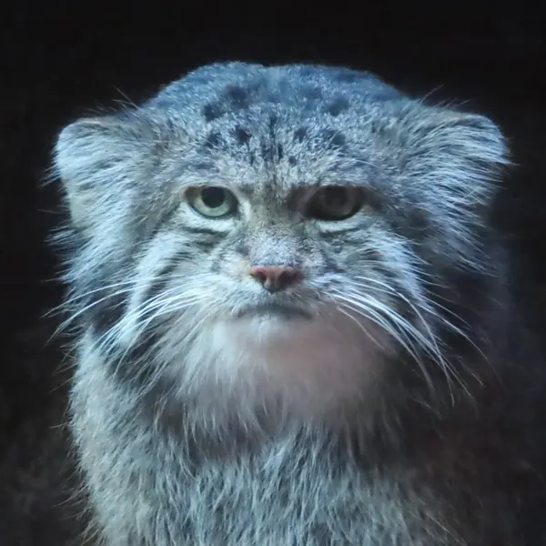 恩賜上野動物園のクリョンの写真